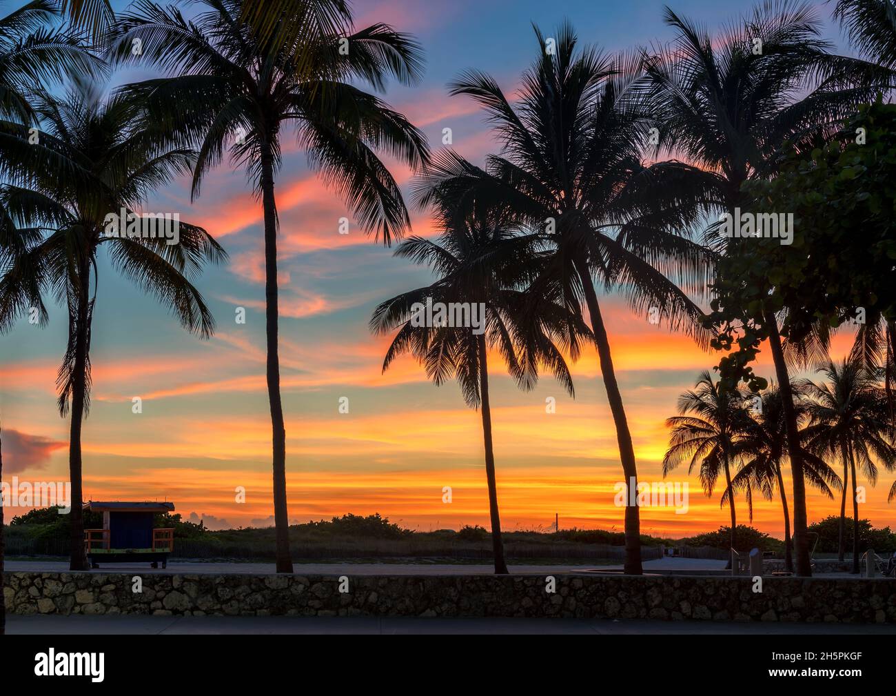 Palm trees at Sunset in California beach, Los Angeles, California, Stock Photo