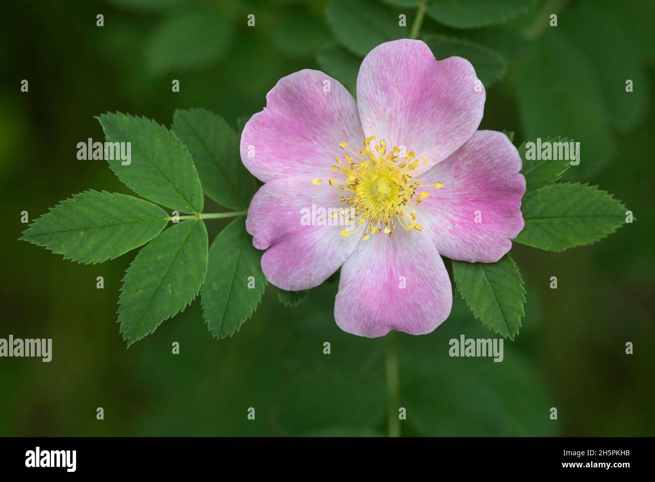 Wild rose flower and leaves in a nature park, Canada. Rosa species Stock Photo