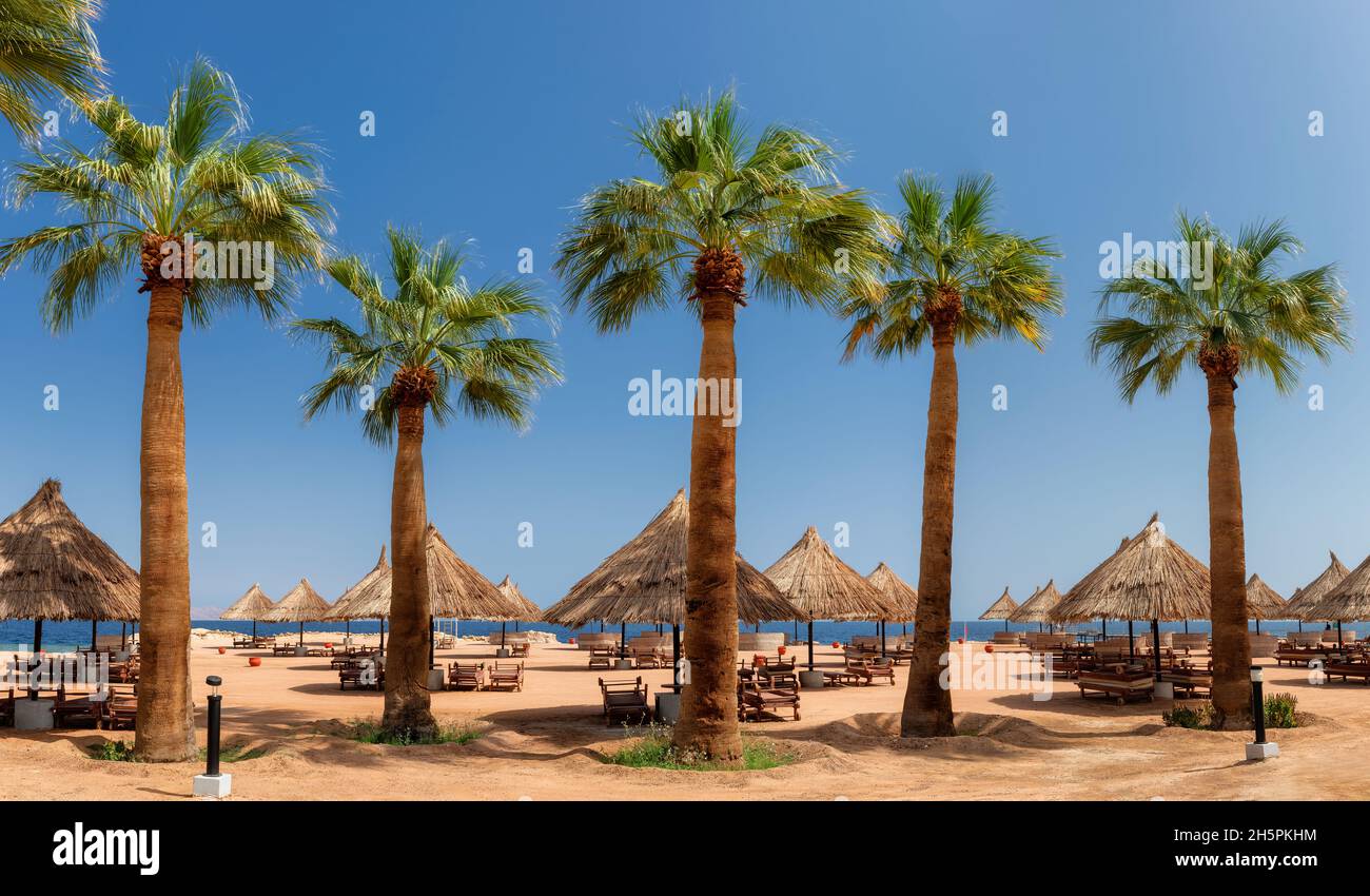 Palm trees in Sunny beach in tropical resort in Sharm Al Sheikh, Egypt, Africa. Stock Photo