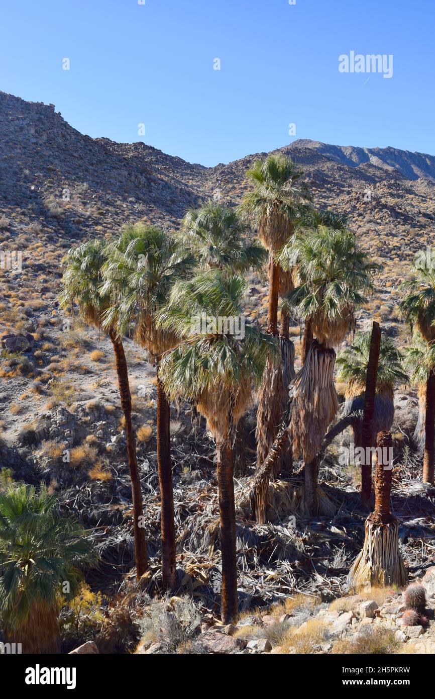 Grove of Desert Fan Palm (Washingtonia Fillifera) in an oasis near Palm Desert, California Stock Photo
