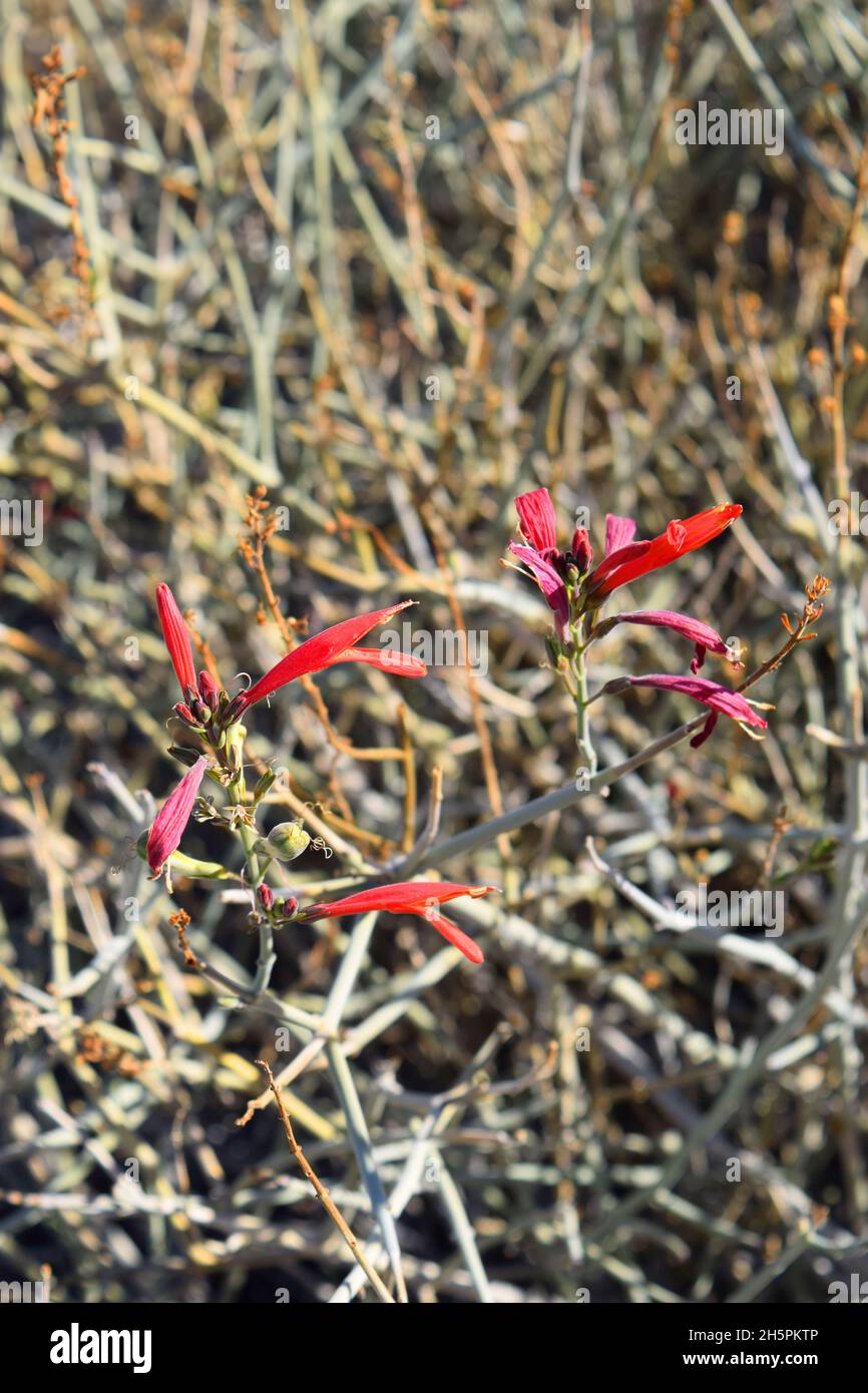 Flowers of California fuschia (Zauschneria californica) Stock Photo