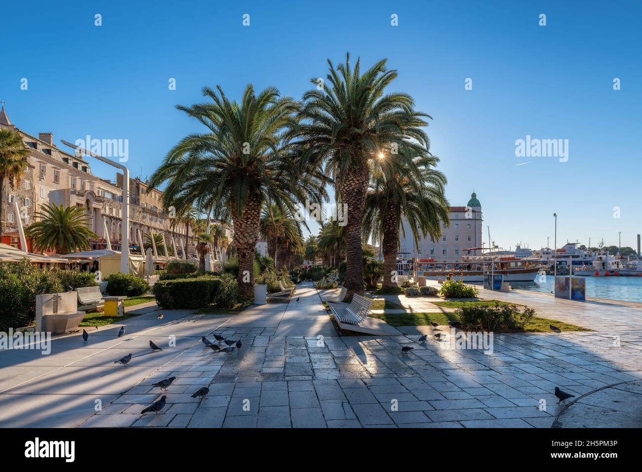 Split Riva promenade, palm trees in Riva waterfront in morning , Split