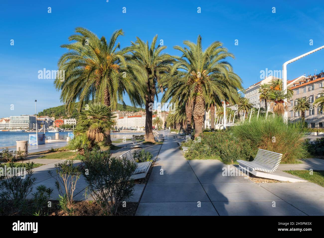 Split Riva promenade, palm trees in Riva waterfront in morning , Split
