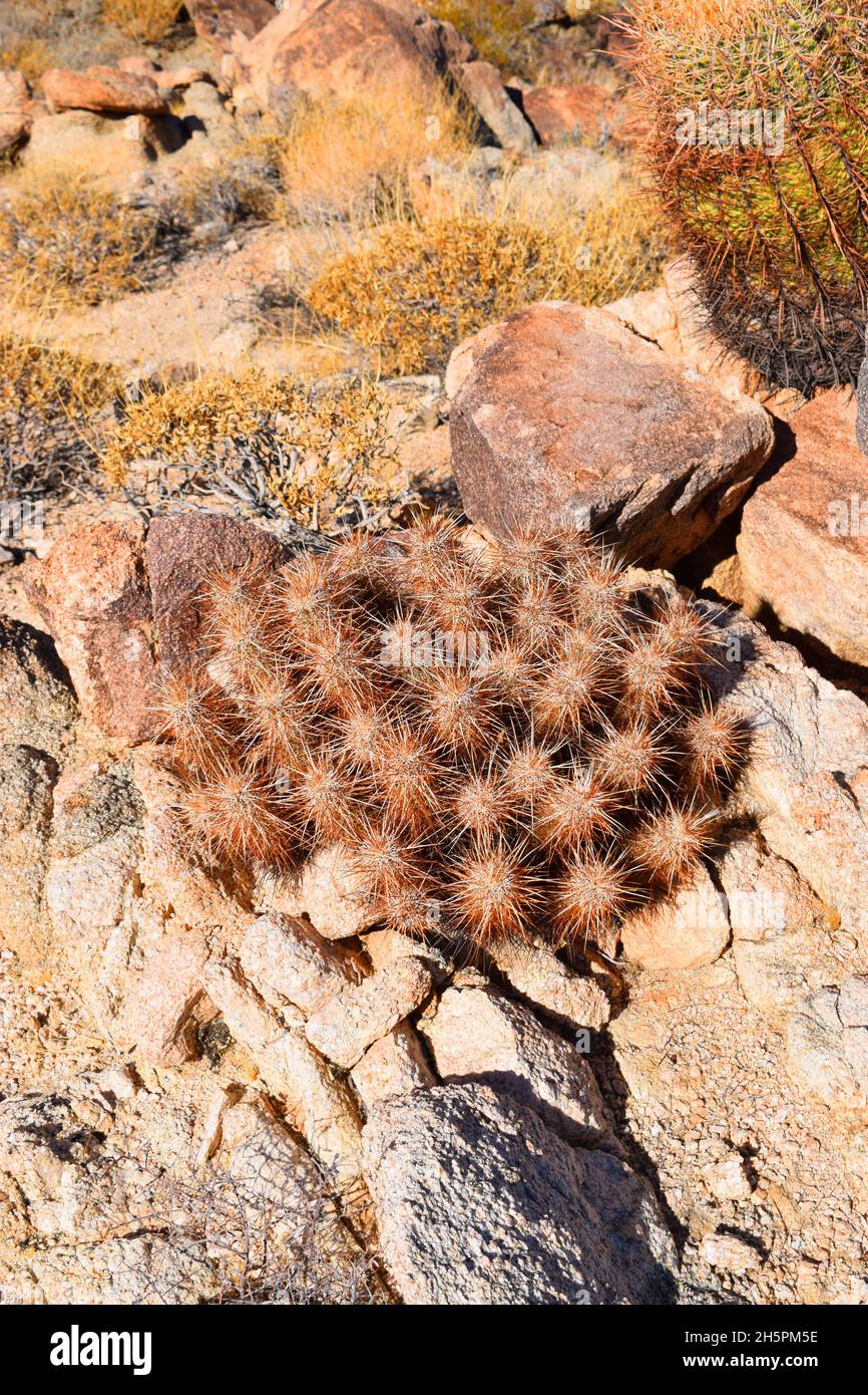 Clump of desert cactus species near Palm Desert, California Stock Photo