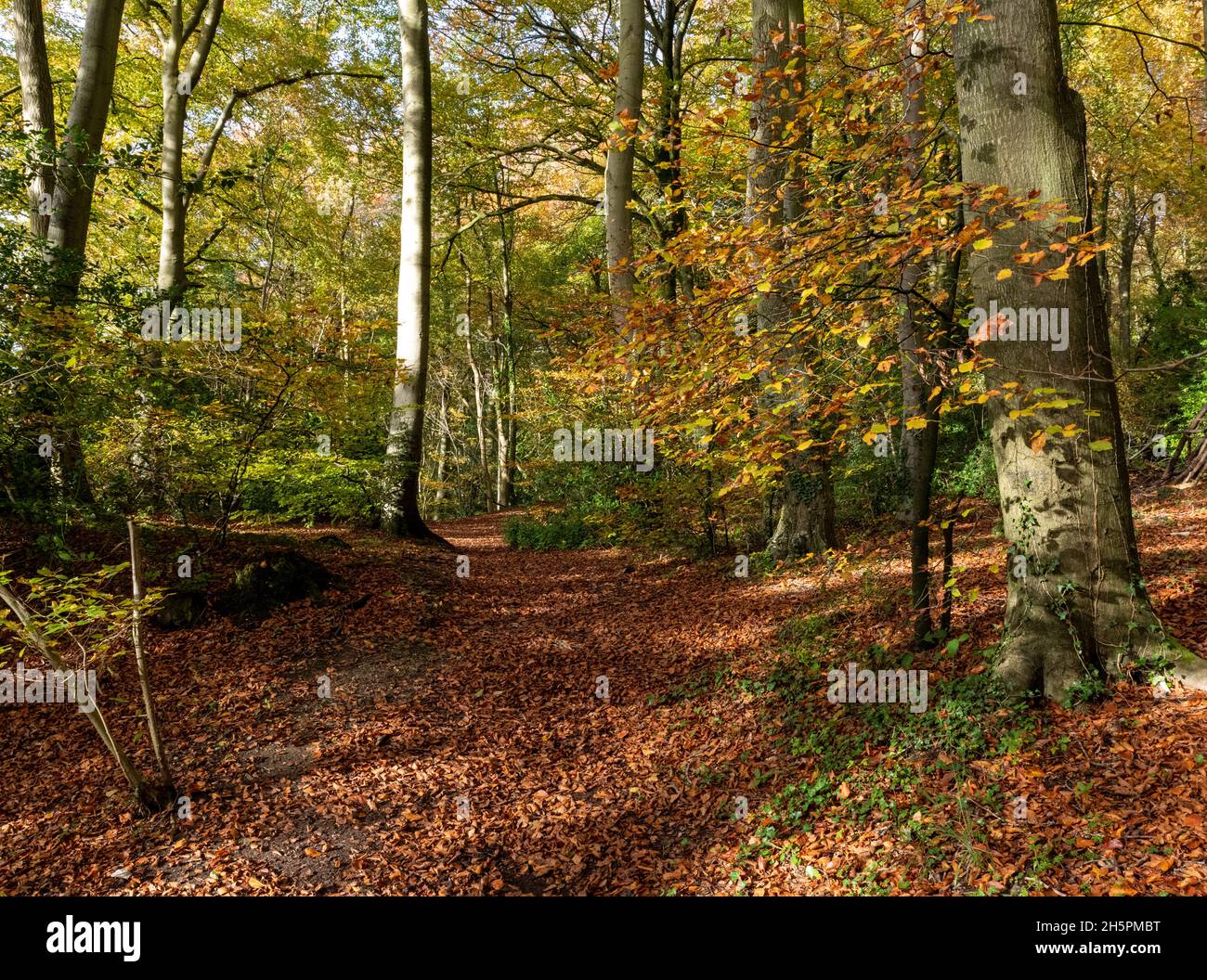 Woodland scene autumn leaves hi-res stock photography and images - Alamy