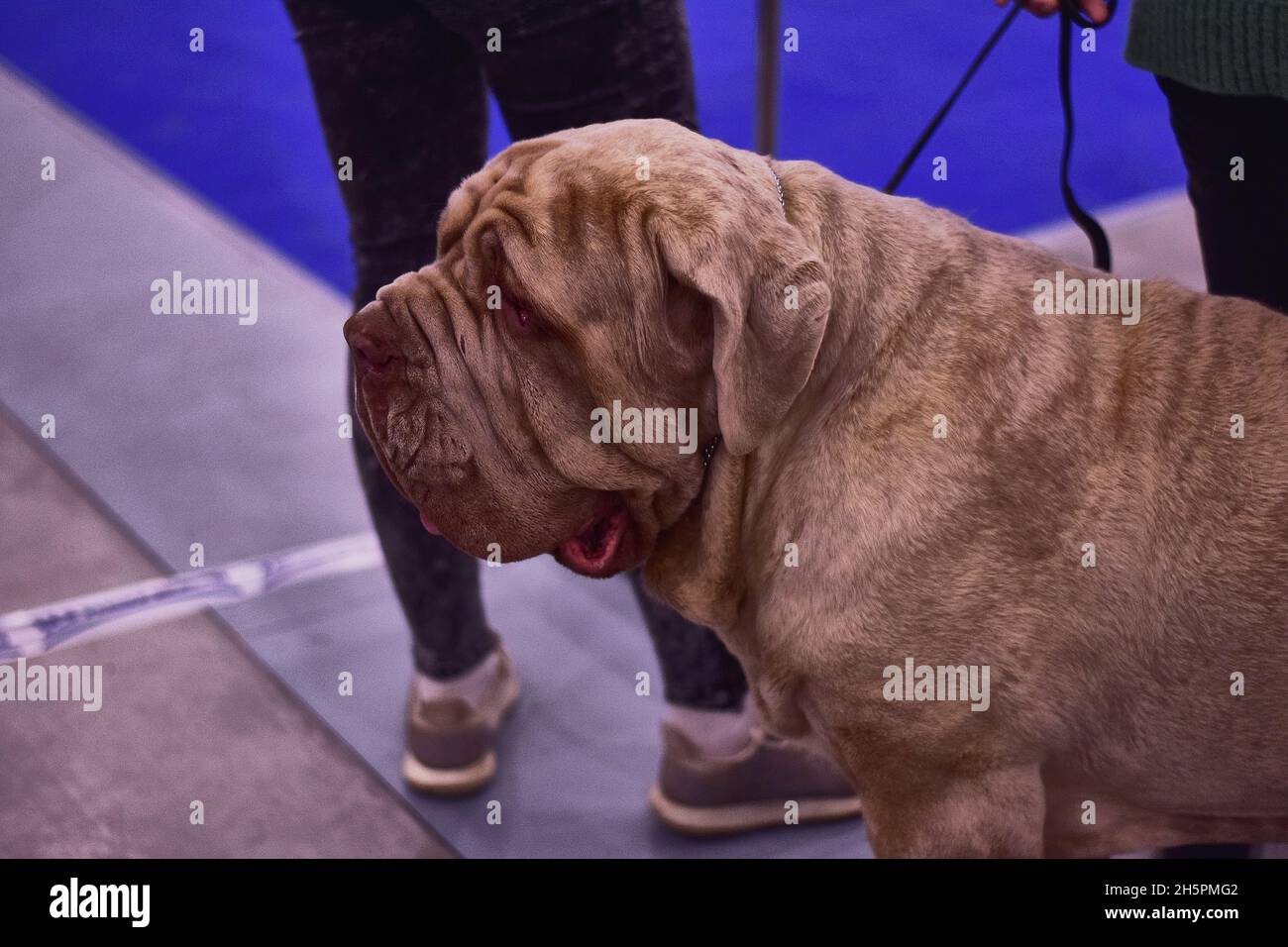 Page 13 - Spot The Dog High Resolution Stock Photography and Images - Alamy