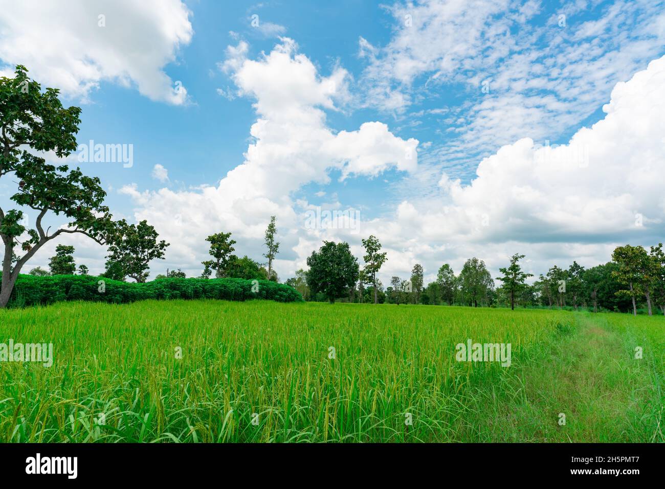 Landscape green rice field and cassava plantation. Rice farm with blue