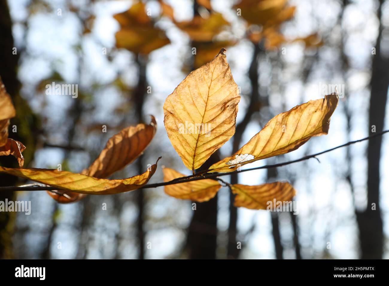 Autumn leaves in the forest Stock Photo - Alamy