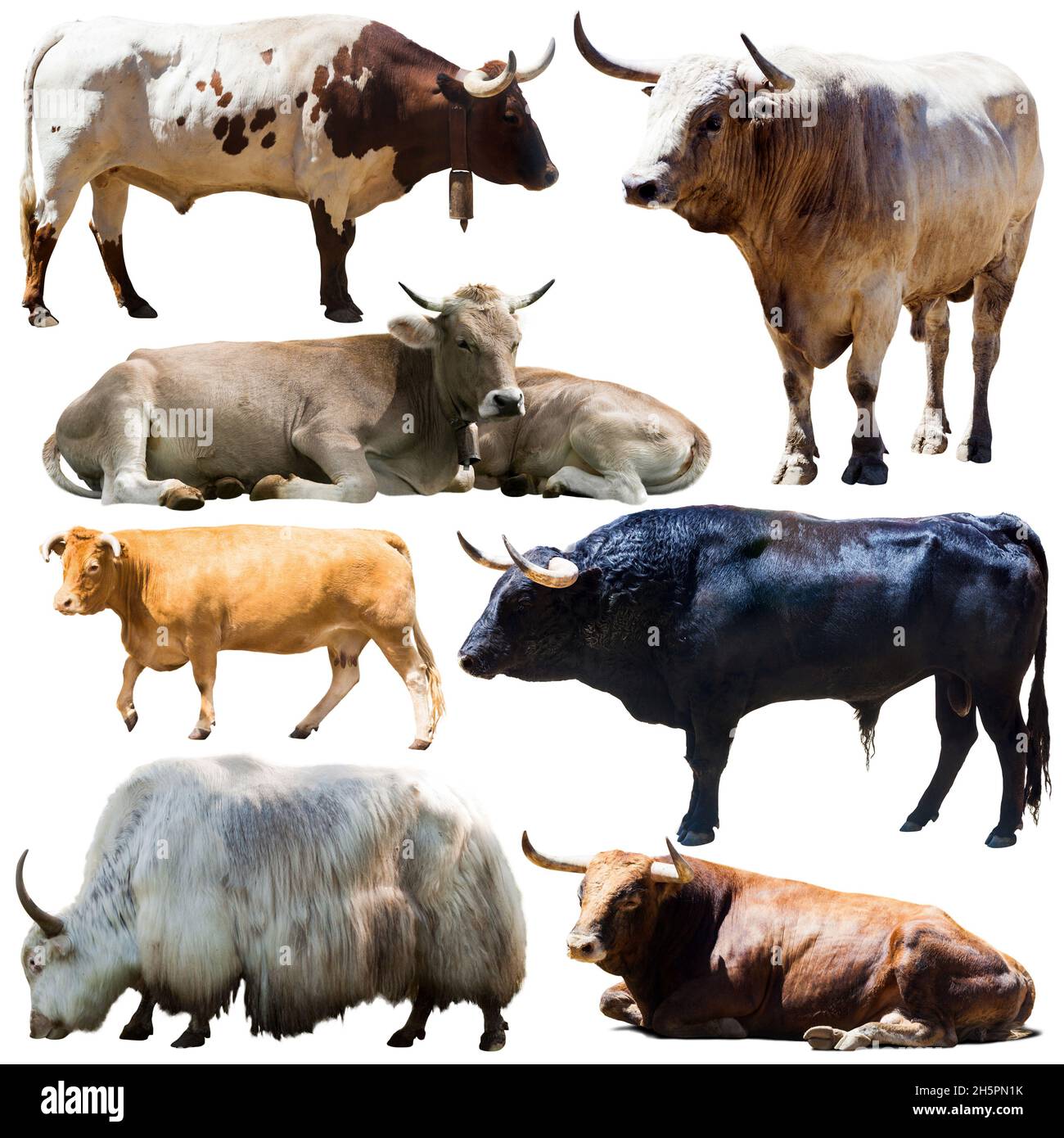 many different breeds of cows on white background Stock Photo - Alamy