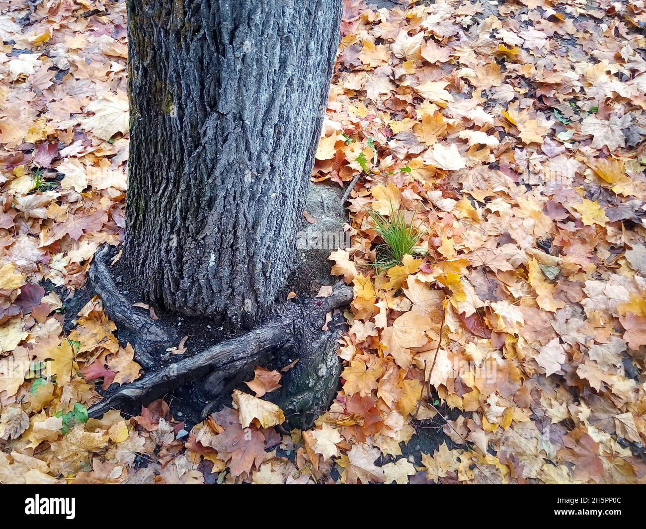 Tree trunk with roots and fallen leaves in autumn Stock Photo