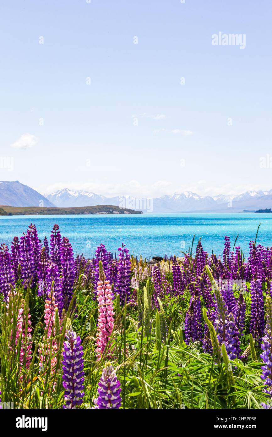 View of the snowy peaks of the Southern Alps to the shores of Lake Tekapo. New Zealand Stock Photo