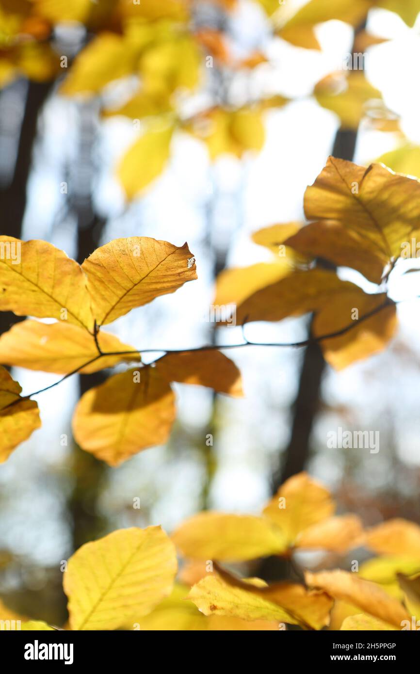 Autumn leaves in the forest Stock Photo - Alamy