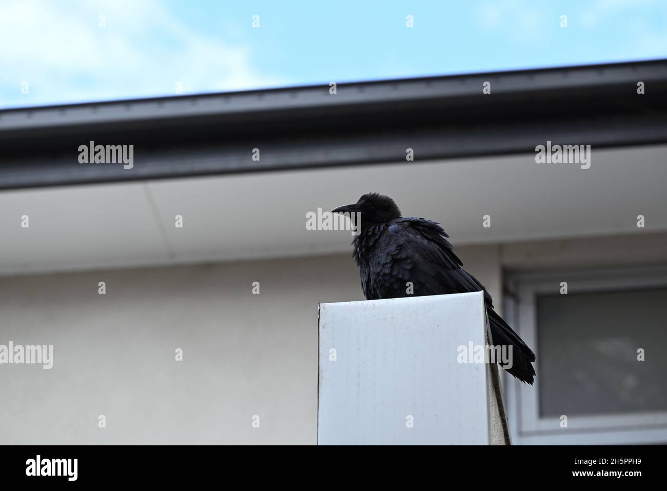 Juvenile little raven, with its feathers fluffed up, perched in front of a white home on a sunny day Stock Photo