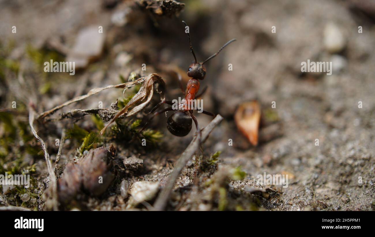 Ant collecting food in close up . the small industrious insects are very nimble Stock Photo Alamy