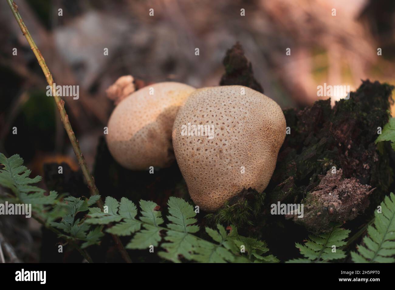 Two Scleroderma citrinum mushrooms (a.k.a. Common Earthball) on a tree. Inedible mushrooms. Stock Photo
