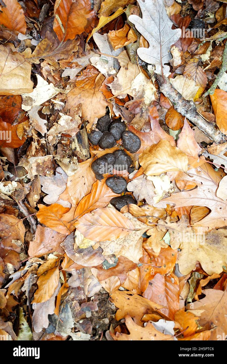 Wild boar pig poo in the forest, Tegel, Berlin, Germany Stock Photo