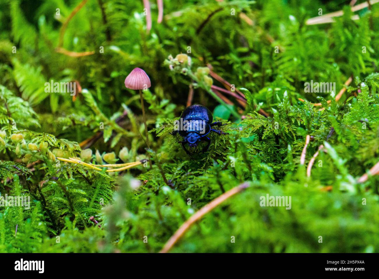 Closeup of Trypocopris vernalis, the common name spring dumbledor or spring dor beetle. Stock Photo