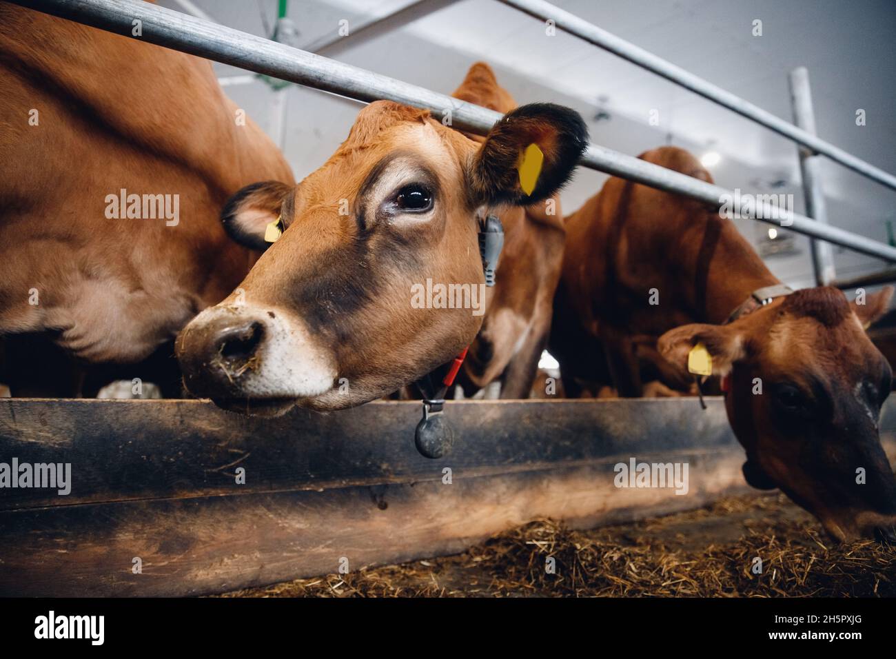 Cows red jersey with automatic collar. Modern farming dairy and meat