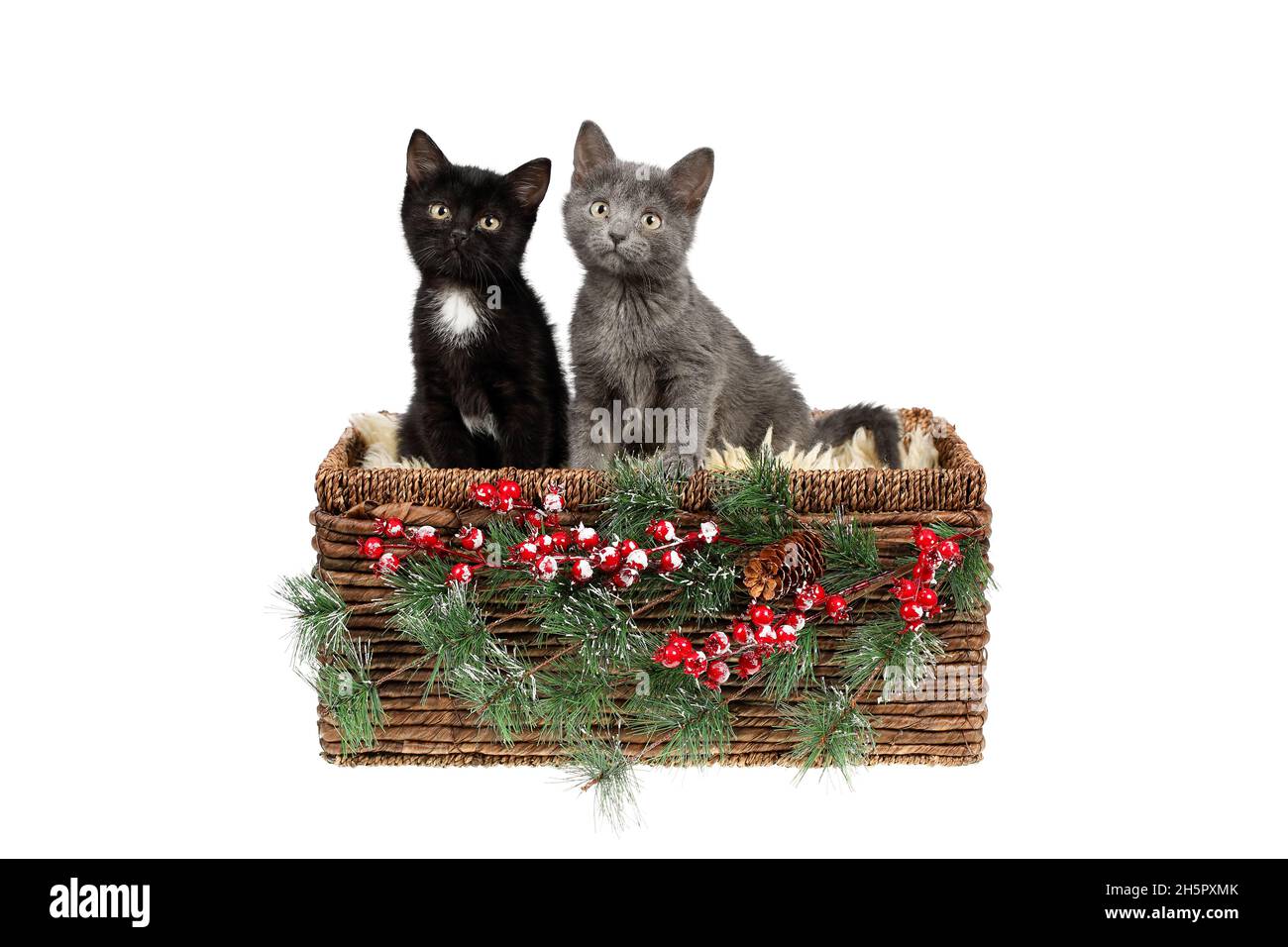 Two adorable three months old kittens, a grey, and a black with white one, in a wicker basket, decorated with pine twigs and holly berries, looking cu Stock Photo