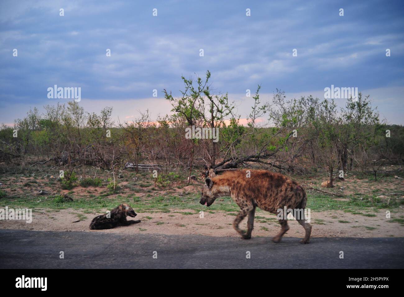 Wilddog numbers are on a satisfactory level in the Kruger National Park after many years on the endangered list. Their rivalry with hyenas continues Stock Photo