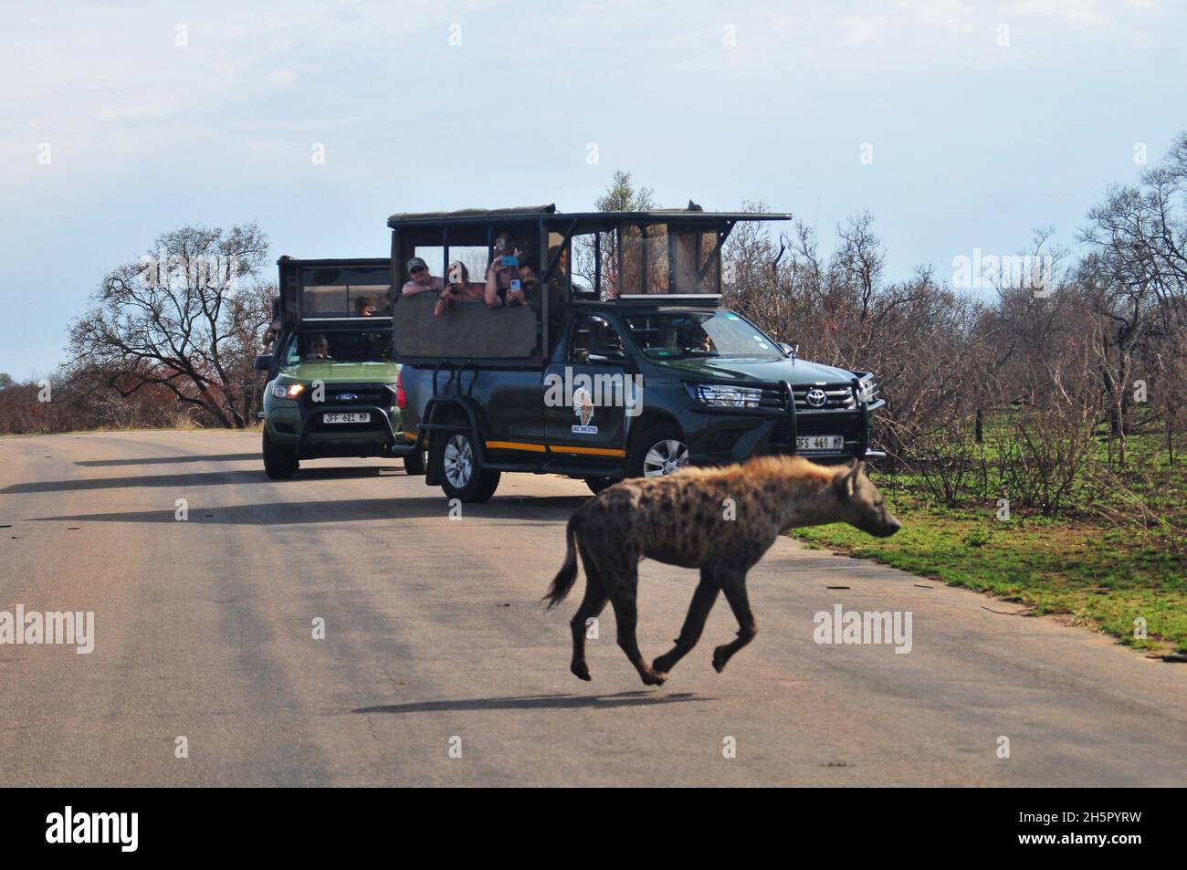 Wilddog numbers are on a satisfactory level in the Kruger National Park after many years on the endangered list. Their rivalry with hyenas continues Stock Photo