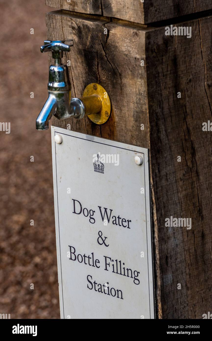 Dog water tap hotsell
