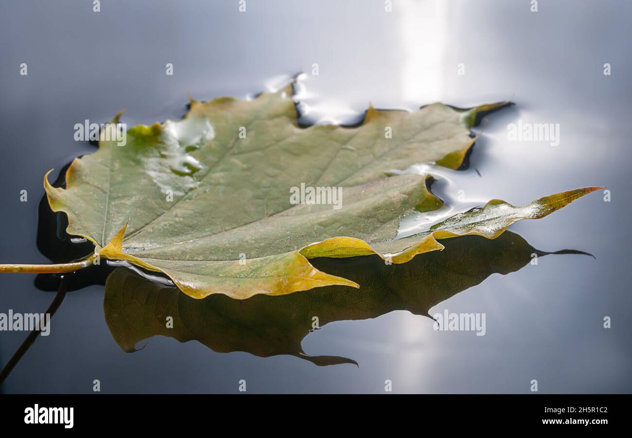 Autumn yellow leaf floating on the mirror surface of the water Stock ...