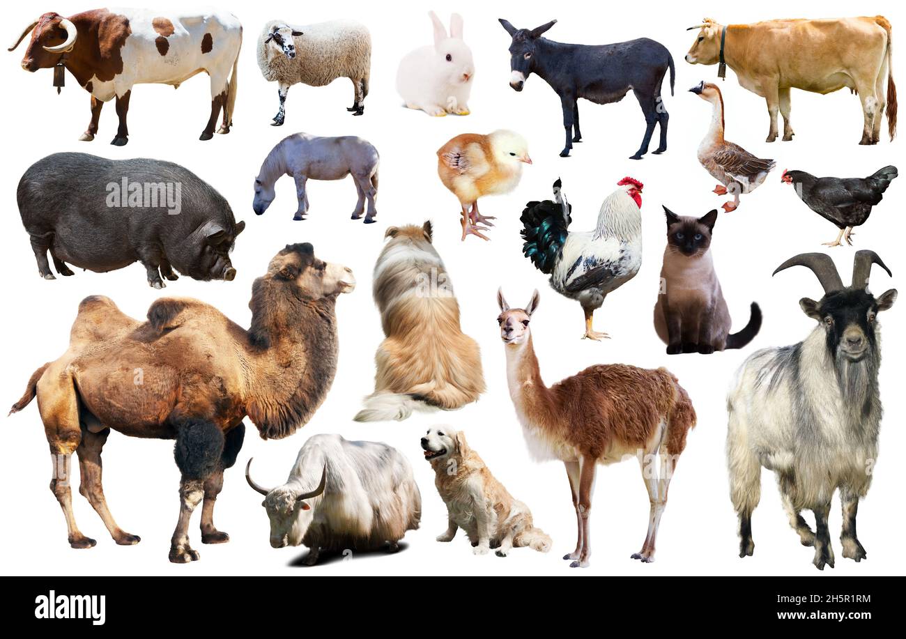 domestic animals collection Stock Photo - Alamy