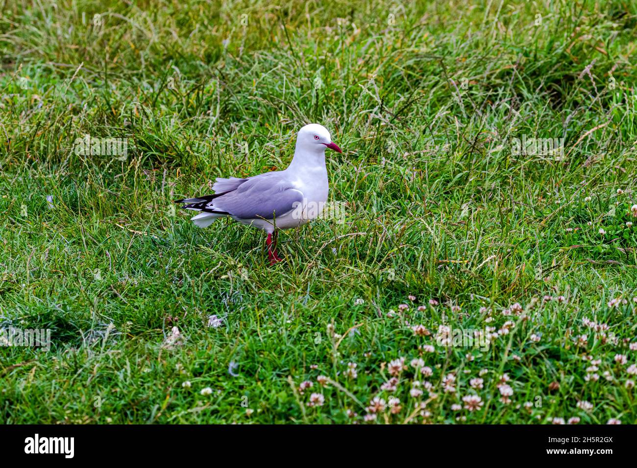 A seagull sits on the shore. Pacific coast. Katiki point. New Zealand Stock Photo