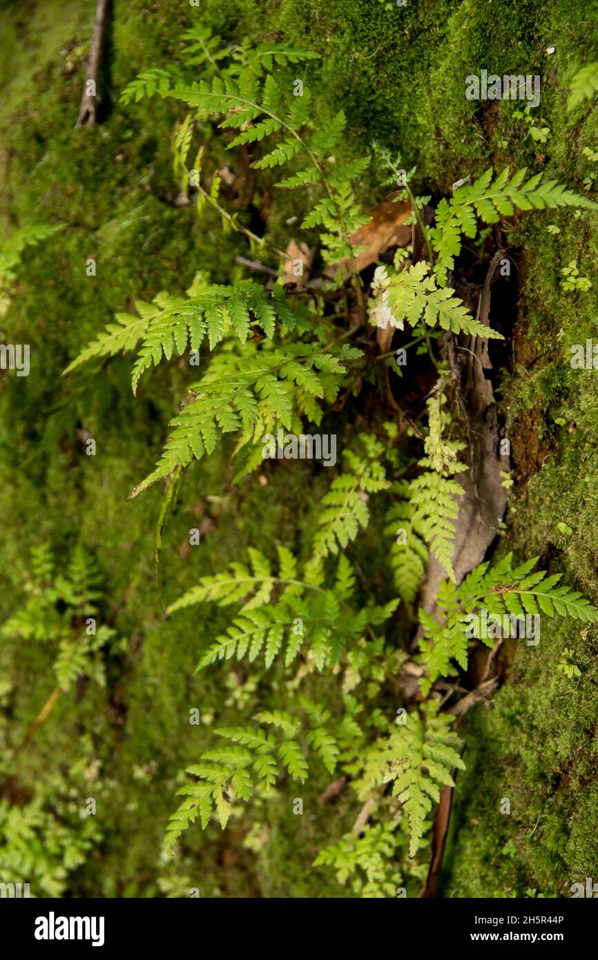 Close-up of tiny new green fronds of common bracken ferns, pteridium esculentum, in shady subtropical rainforest, Queensland, Australia. Stock Photo