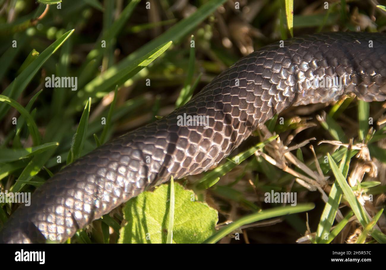 Close-up of  young red-bellied black snake, Pseudechis porphyriacus, in spring, Queensland, Australia. Venemous, black, shiny, cream and red belly. Stock Photo