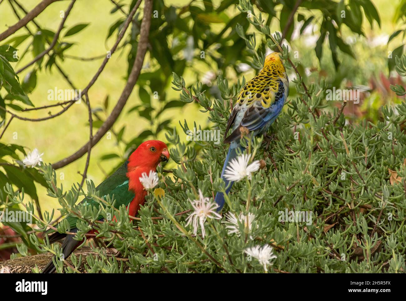 Two different species of Australian parrots (male king parrot and pale-headed rosella) feeding on  pigface succulent in Queensland garden. Stock Photo