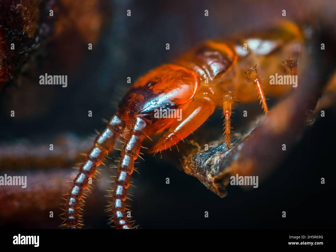 Close up of Lithobius forficatus, most commonly known as the brown centipede or stone centipede, is a common European centipede of the family Stock Photo