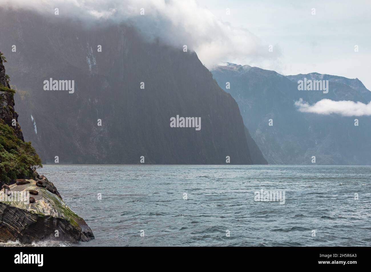 Landscapes of Fiordland National Park. Marine mammals on the rocks of the fjords. Navy seals. New Zealand Stock Photo
