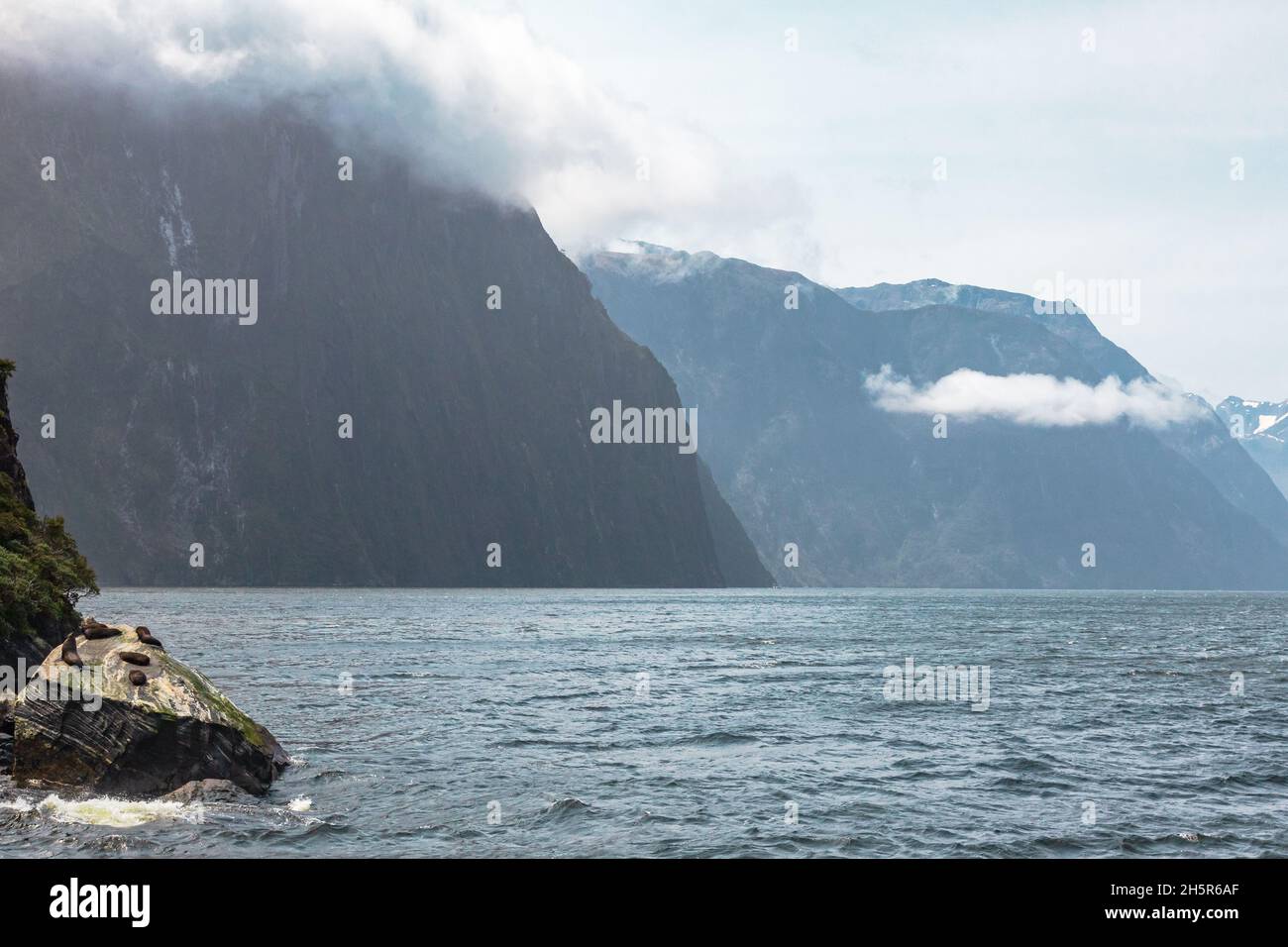 Seals on the rocks of Fiordland. South Island, New Zealand Stock Photo
