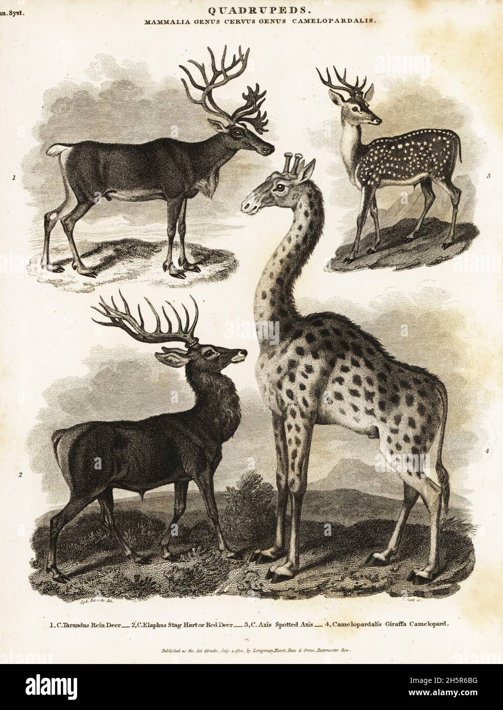 Reindeer, Rangifer tarandus, red deer, Cervus elaphus, spotted axis deer, Cervus axis, and giraffe, Cervus camelopardalis. Rein deer, Cervus tarandus, camelopard, Camelopardalis giraffa. Copperplate engraving by J. Scott after an illustration by Sydenham Edwards from Abraham Rees' Cyclopedia or Universal Dictionary of Arts, Sciences and Literature, Longman, Hurst, Rees and Orme, London, 1810. Stock Photo