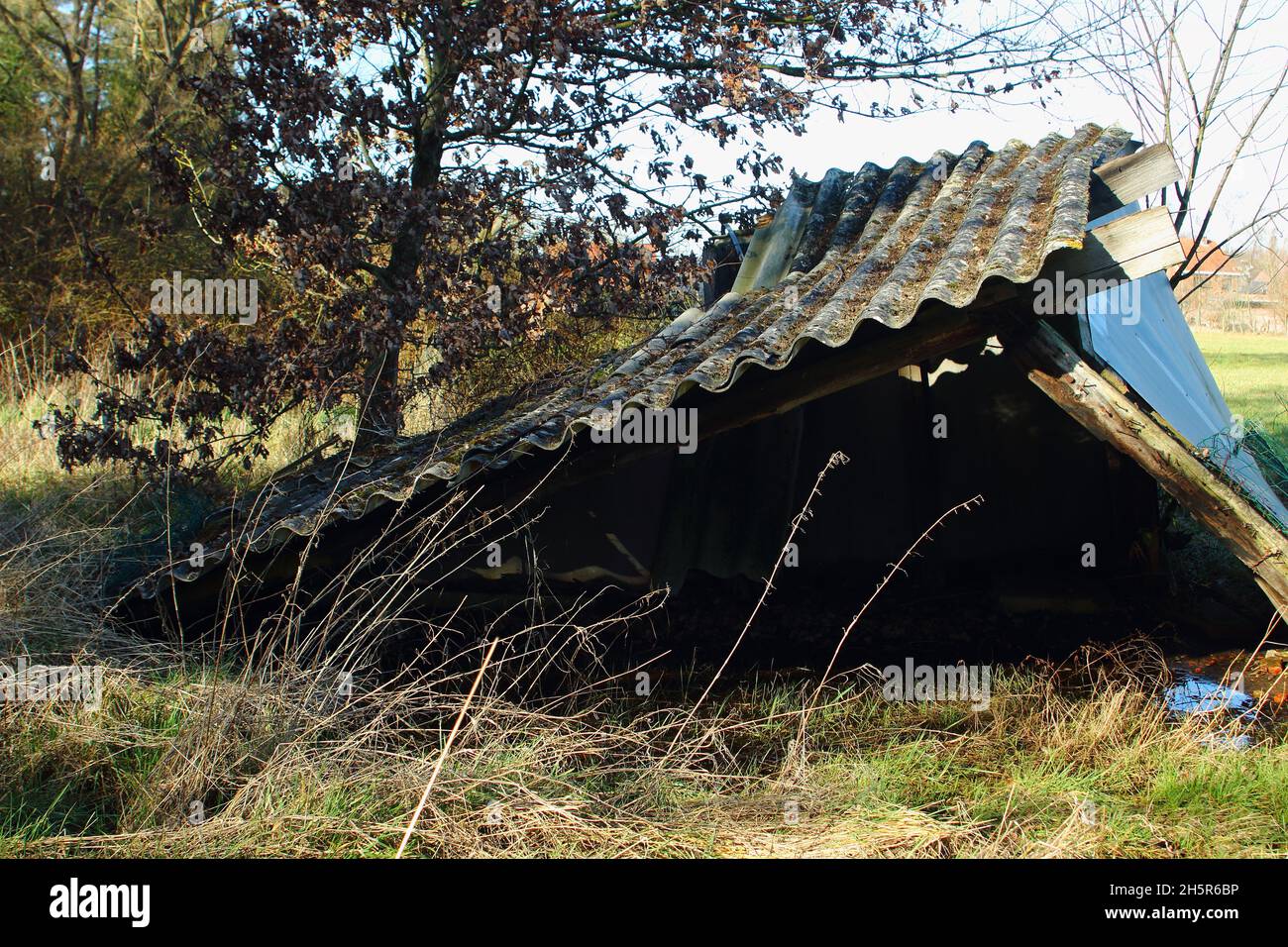 Small old wooden shed surrounded by grass and forest. Construction with wood and junk materials. Roof with asbestos plates. Stock Photo