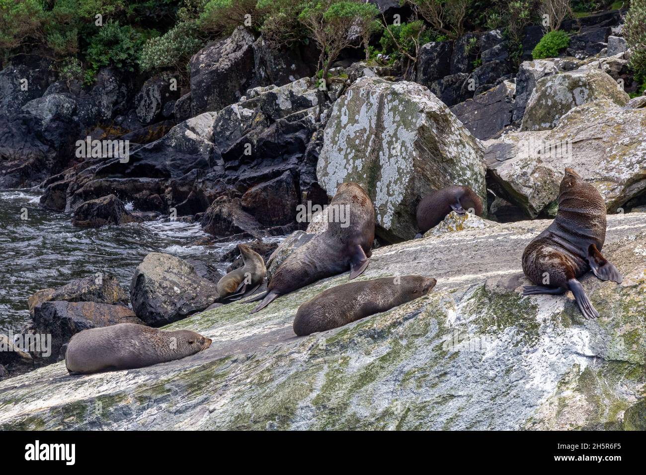 Fiordland National Park. A small herd of fur seals are resting among the stones. New Zealand Stock Photo