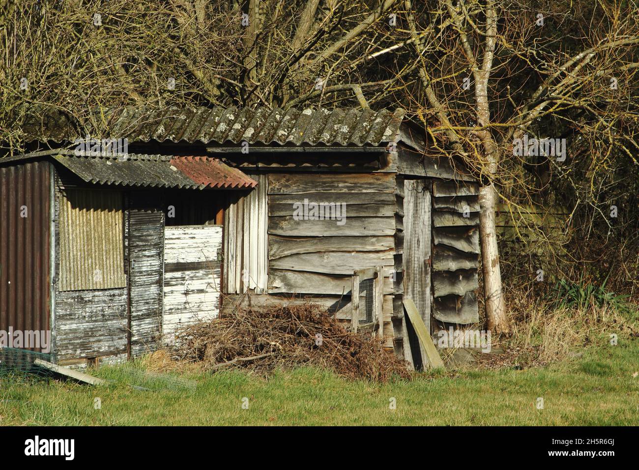 Small old wooden shed surrounded by grass and forest. Construction with wood and junk materials. Roof with asbestos plates. Stock Photo