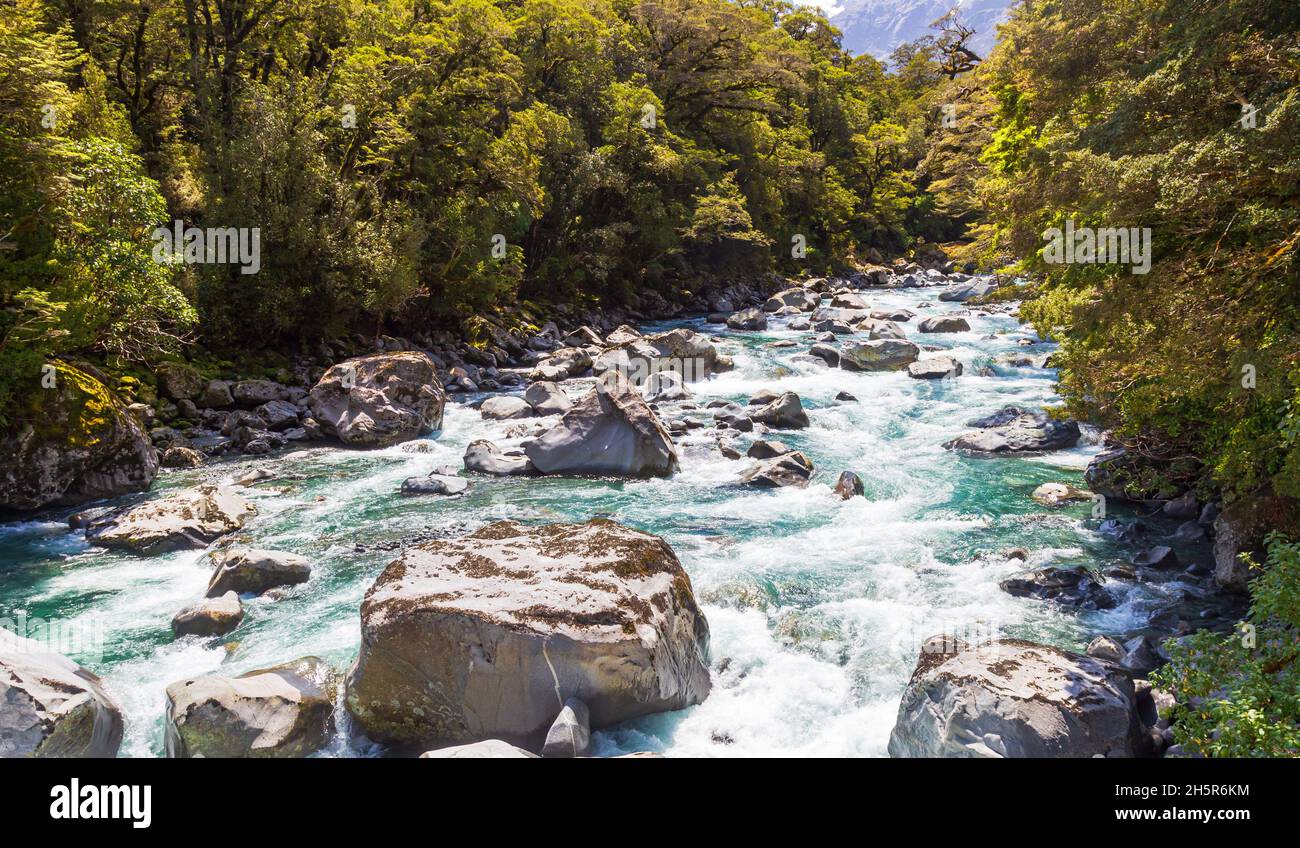 Fiordland National Park. Stormy river among the forest. New Zealand Stock Photo