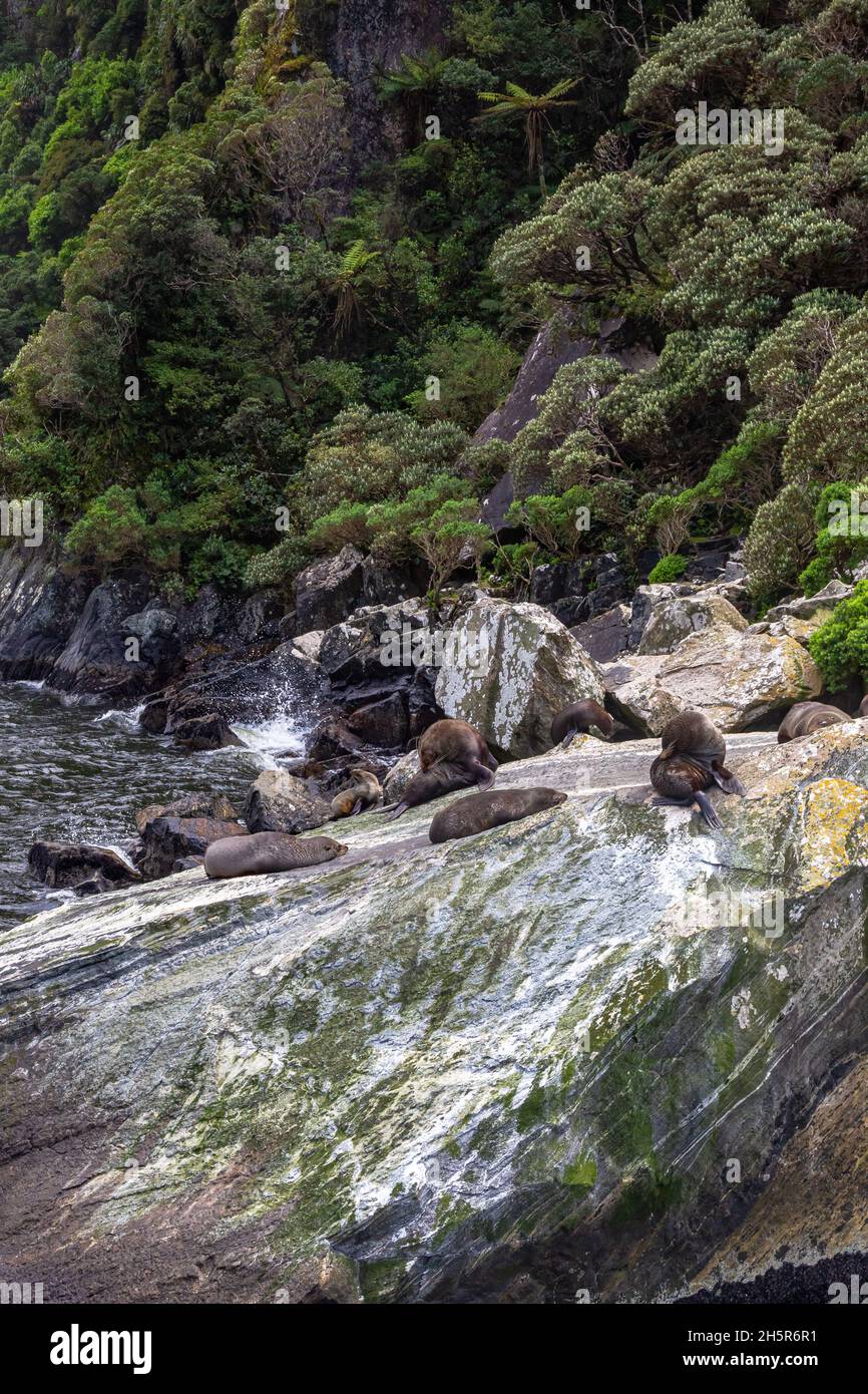 Fiordland National Park. A small group of fur seals are resting among the debris of the rocks. New Zealand Stock Photo
