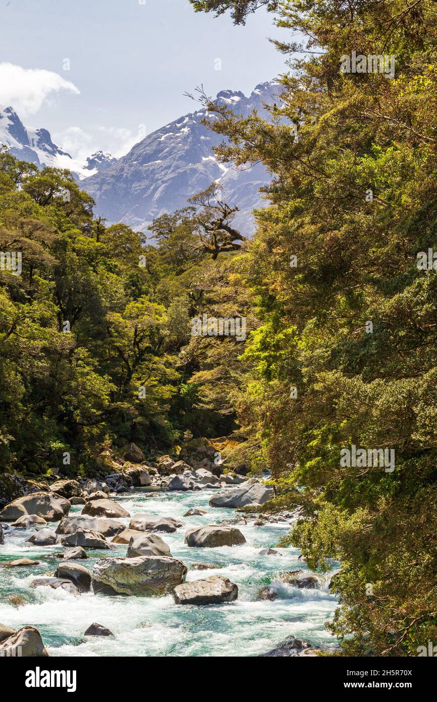 Small fast river in the green. New Zealand Stock Photo