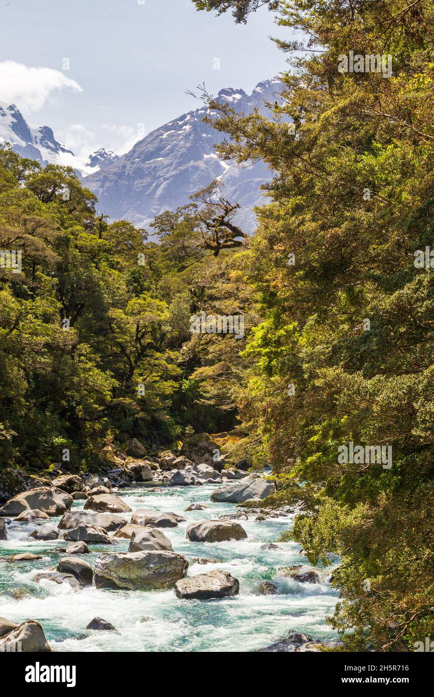 Fiordland National Park. Stormy turquoise river among the greenery. South Island Stock Photo