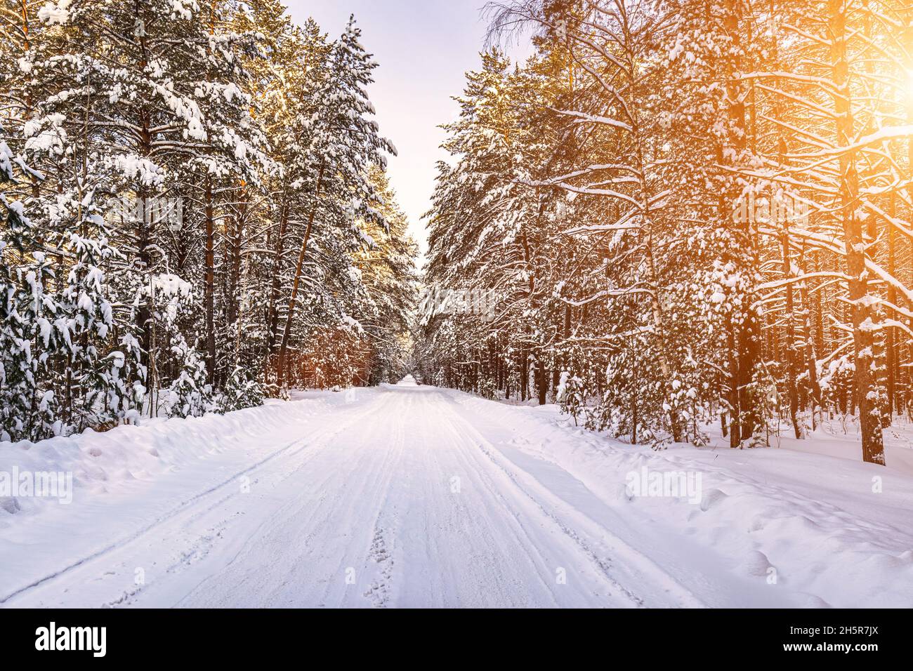 Automobile road through a pine winter forest covered with snow on a ...