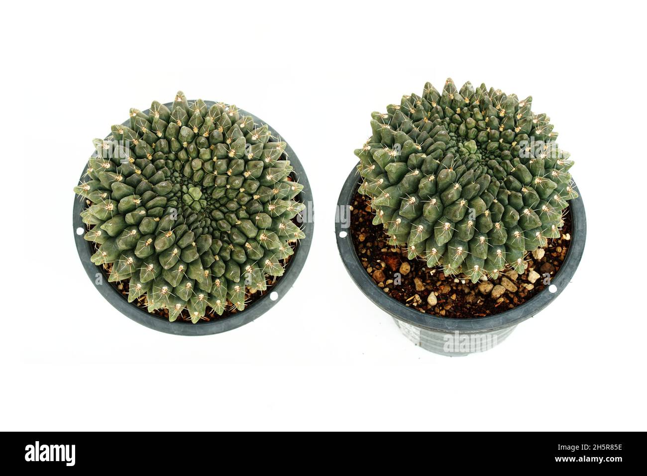 Cactus Succulent Plant isolated on white background Stock Photo