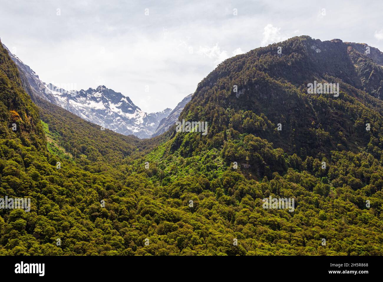 View of a dense forest on the South Island, New Zealand Stock Photo