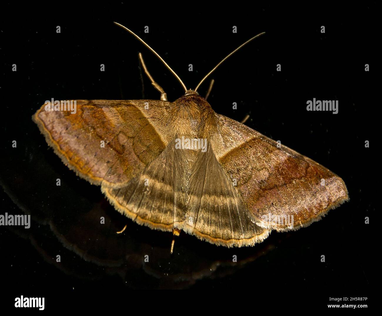Australian triple barred moth, mocis trifasciata. A large brown striped moth resting on a dark surface at night. Late summer, Queensland, Australia. Stock Photo