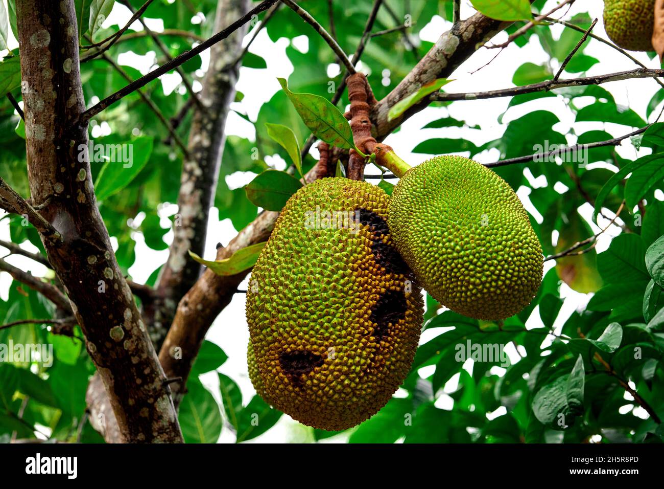 Pohon nangka hi-res stock photography and images - Alamy