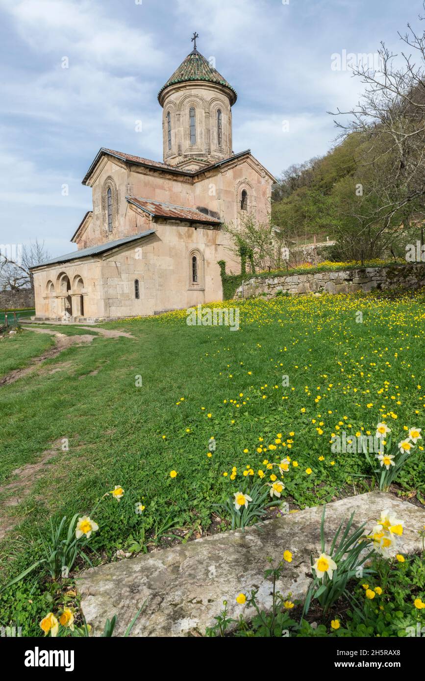 Daffodils in front of the St George church, part of the medieval Gelati monastery near Kutaisi,  Imereti Region, Georgia, Caucasus . Stock Photo