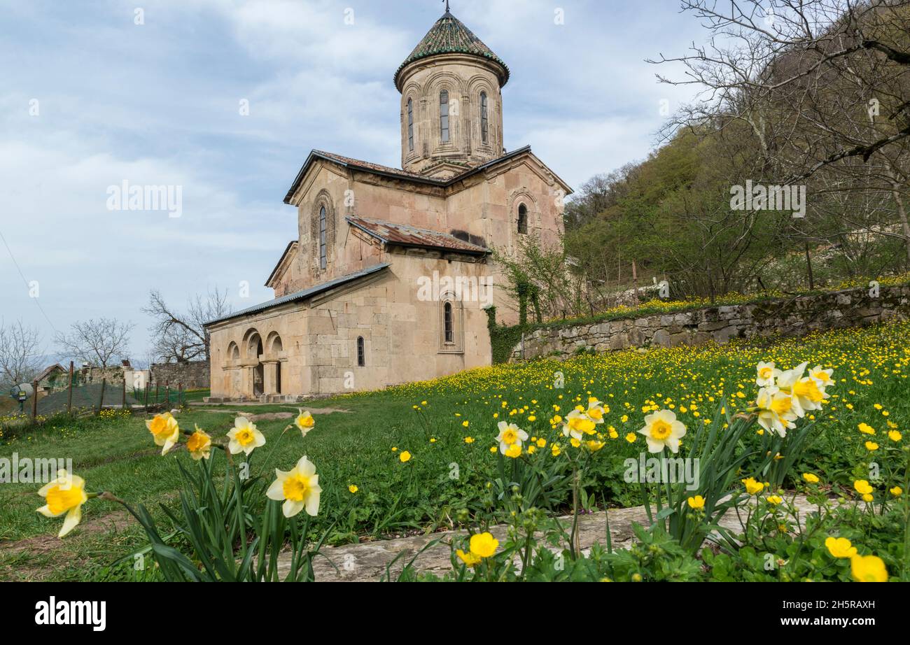 Daffodils in front of the St George church, part of the medieval Gelati monastery near Kutaisi,  Imereti Region, Georgia, Caucasus . Stock Photo